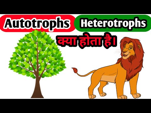 #AUTOTROPHS #HETEROTROPHS Autotrophs And Heterotrophs #BIOBOX What Is Autotrophs