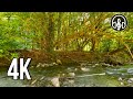 Sounds of a mountain river and birdsong. 12 hours of relaxation in 4K.