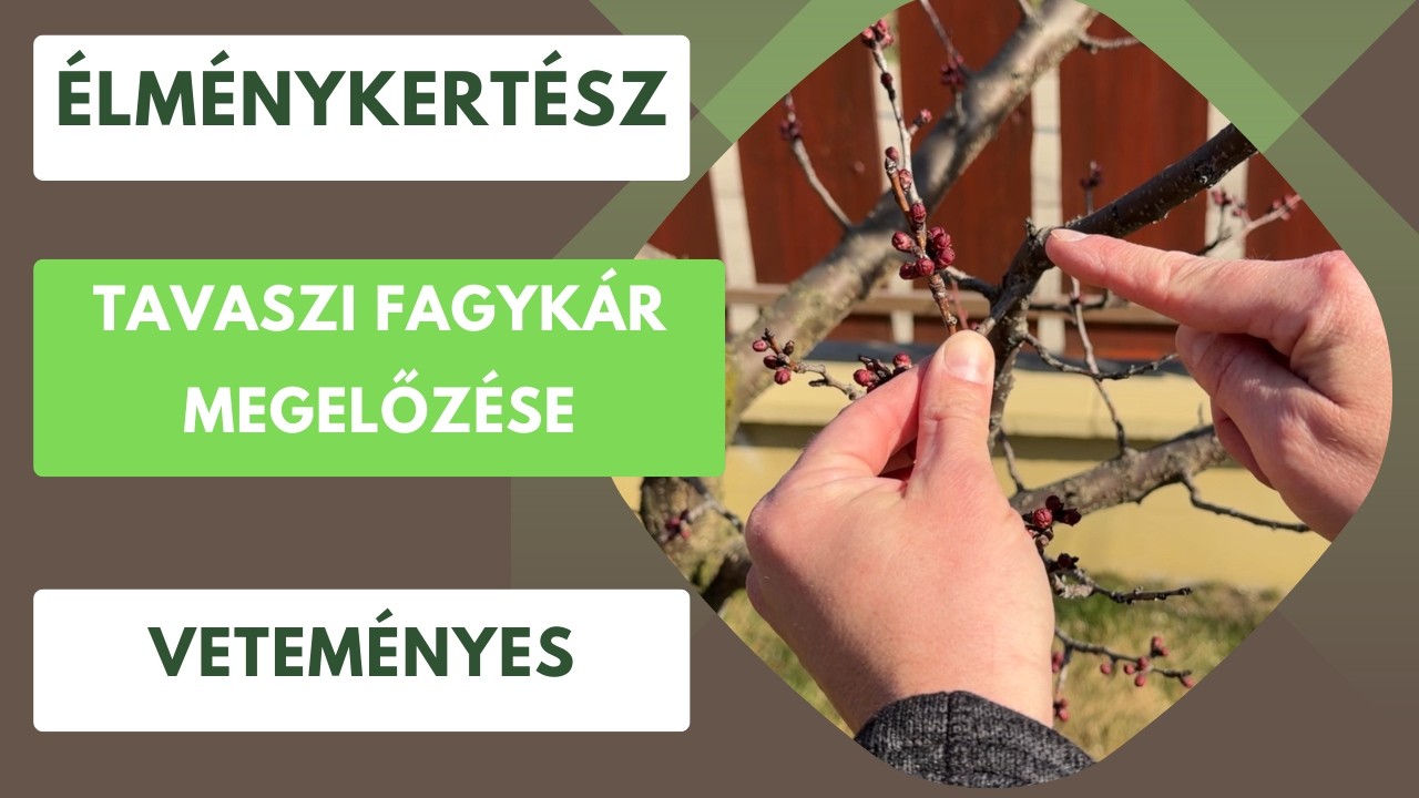 Védekezés a tavaszi fagykár ellen egyszerűen🌳