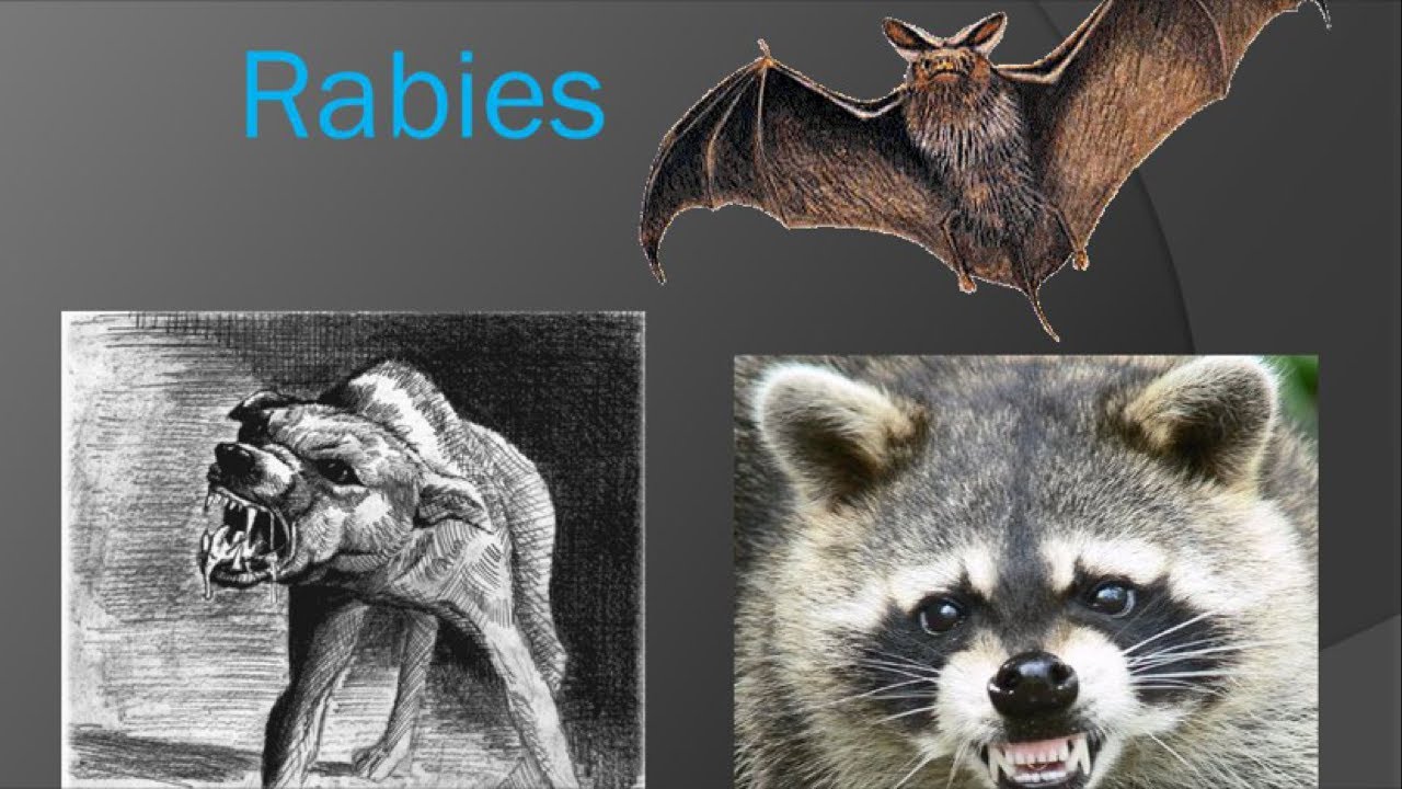 Rabies T. Lagomorph