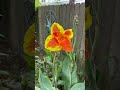 What’s blooming in my backyard? June 2025, The Woodlands, TX