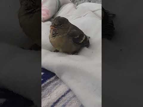 un pajarito