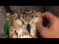 フクロウと過ごす夜