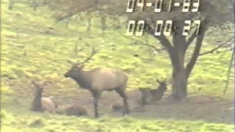 Ethology Practice Videos: Wapiti Focal Animal Sampling