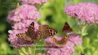 From Caterpillar to Monarch: The Evolution of Butterflies