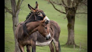 MULE EXPERT Reveals the SHOCKING Truth About Donkey and Horse Hybrids! 🫏🐎