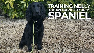 Training Nelly My Working Cocker Spaniel | The Dog Therapist