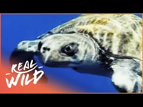 Australia's Amazing Animals (Wildlife Documentary) | Amazing Animals documentary thumbnail
