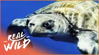 AUSTRALIA'S AMAZING ANIMALS