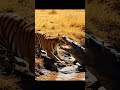 DEADLY PATIENCE: Tiger Stalks a Crocodile in the African Savannah (AI Clip)​#AIPatience​#TigerStalks