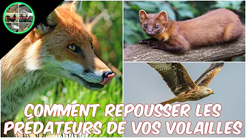 Quels animaux mangent les poules ?