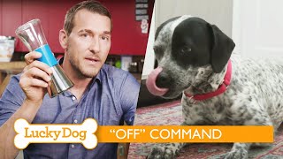 How to Teach Your Dog the Off Command | Lucky Dog