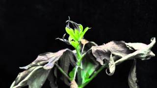 x4 paraquat (SOA 22) on giant ragweed growing point