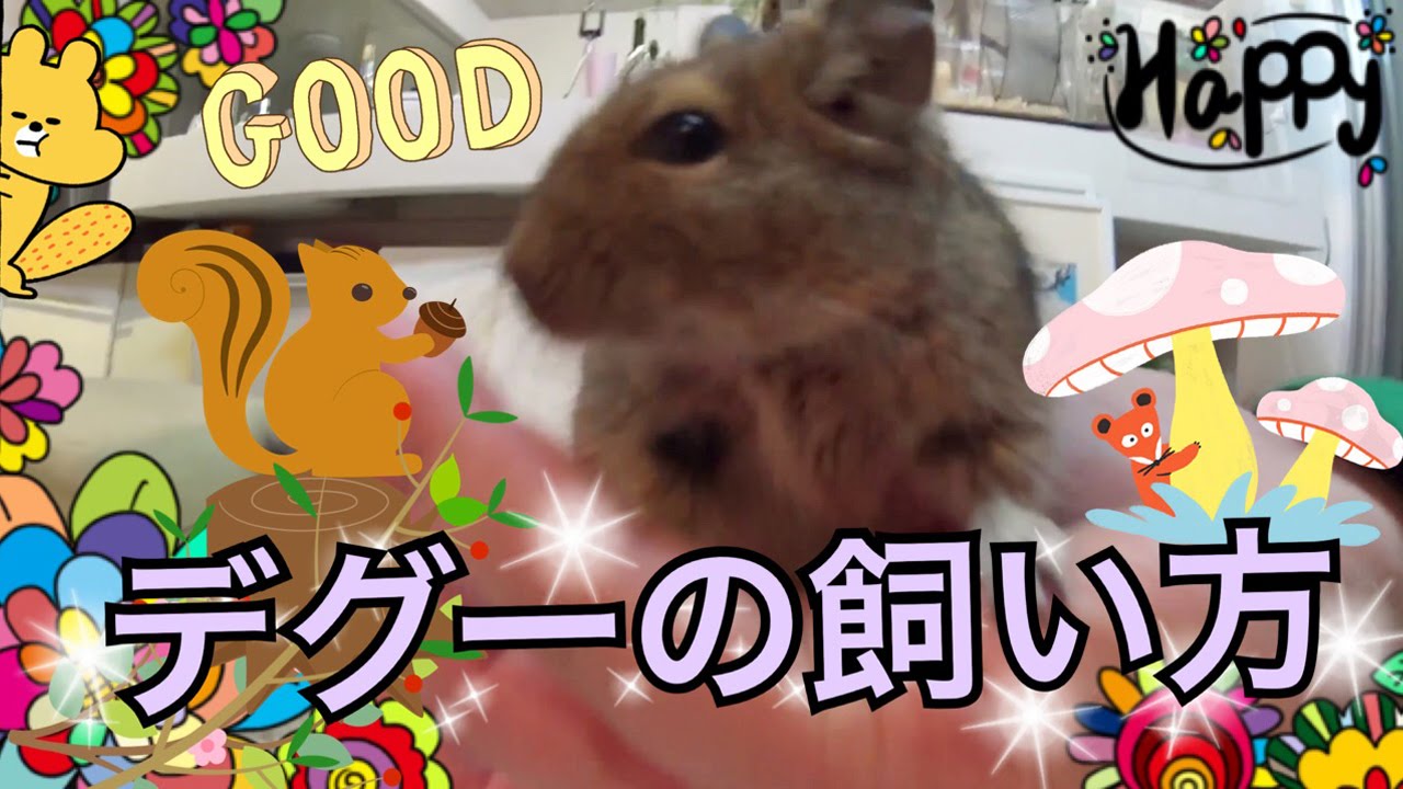 デグーマウスの飼い方 Vol 6 Youtube