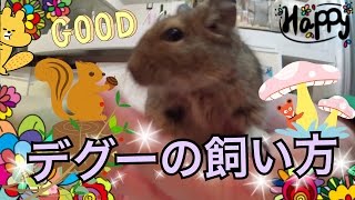 デグーマウスの飼い方 Vol 6 Youtube