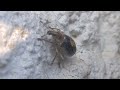 Weevil