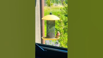 Deze nerveuze vogeltjes maken mij nerveus