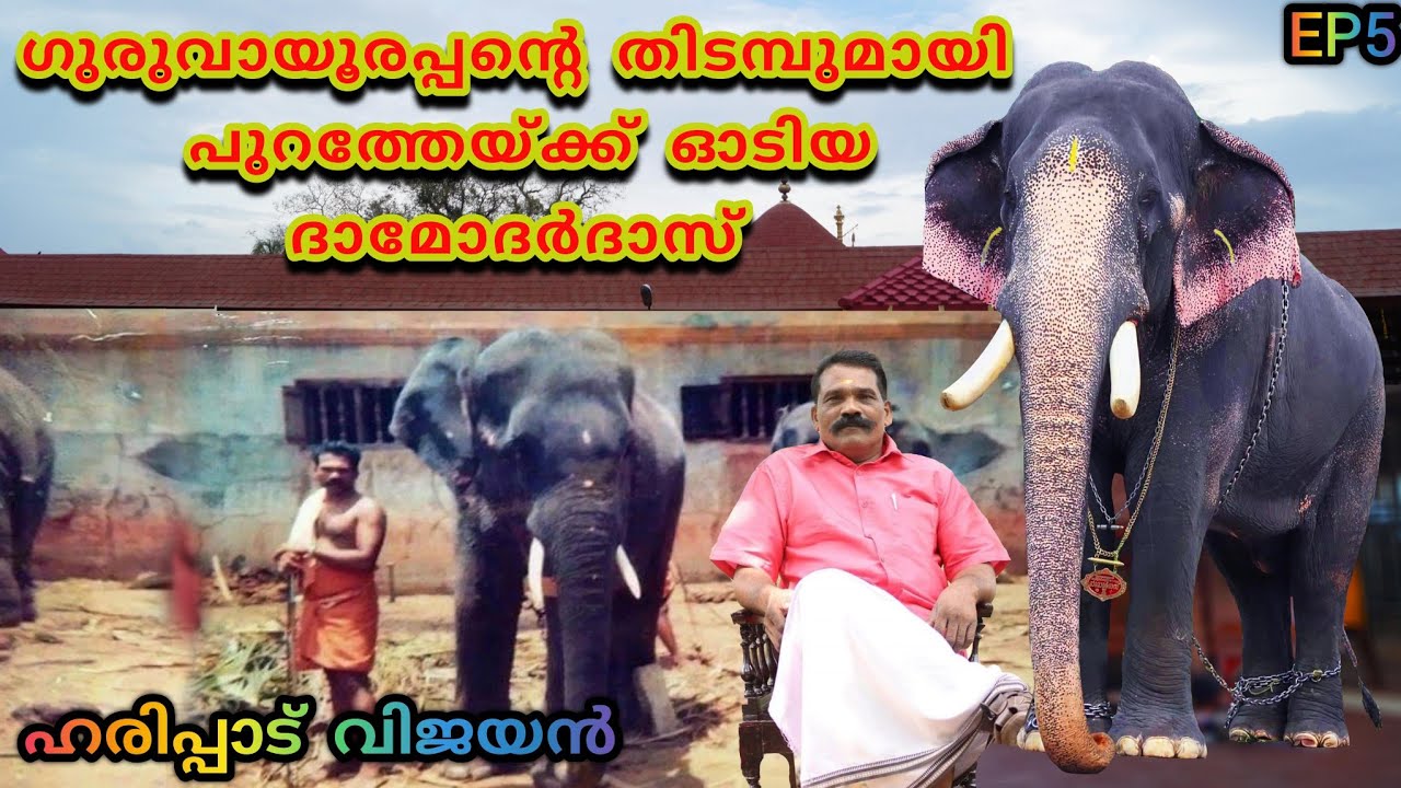 ദാമോദർദാസ് ഇടഞ്ഞോടിയതും സിദ്ധാർത്ഥന്റെ വരവും 🐘 | Guruvayoor Damodardas | Life of Haripad Vijayan EP5