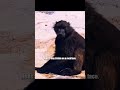 Cutting in line is super risky, but what else can you do?#wildlife #shorts #animals #nature #video