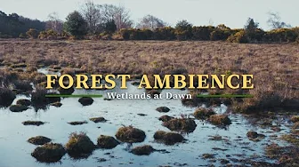 NO ADS Relaxing Forest Sounds in 4K, Lapwing over the Heathland, Nature Ambience for Study, Birdsong