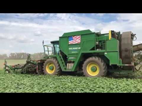 Cucumber Harvest in 4K!