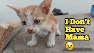 Abandoned Kitten Is Scared And Searching Place To Hide After Rescue by pet is life 526 views 7 days ago 2 minutes, 14 seconds