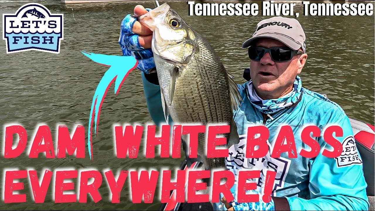 BIG DAM WHITE BASS  AT FT. LOUDOUN! Let's Fish #21-2021 SouthEAST Tennessee River, Tennessee