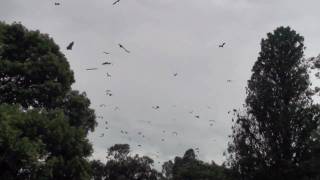 Bats! Bats! Bats! Bats!