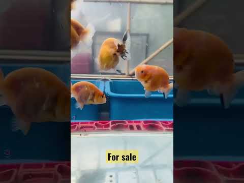 Ranchu calico sunkist size 8cm 081221094717.. #ranchu #oranda #ryukin #goldfish #ikanmaskoki