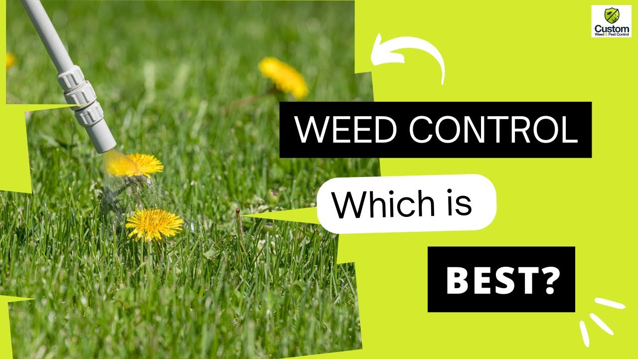 Weed Control Which Works Best For You? YouTube