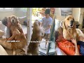 Dog Has Cutest Relationship With Human Brothers