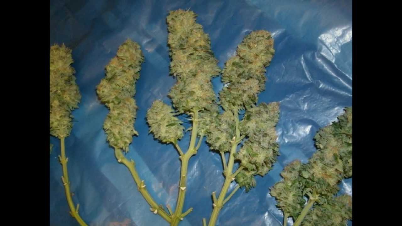 Fruity Chronic Juice Cropped 23 March