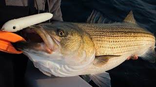How To: Striped Bass | 2 Ways | Block Island #hogylures #fishing #fishinggear