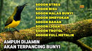 Download Lagu 5 DETIK GACOR‼️ Pancingan sogon agar emosi bunyi ngleper MP3
