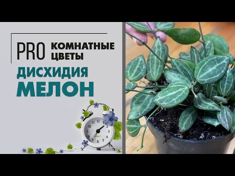 Дисхидия Мелон - ампельная дынька | Экзотическое комнатное растение