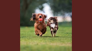 Soft Echoes for Dog Peace