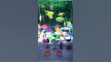 Fish / Cá Vàng Bơi/ Cá Cánh Buồm #aquarium #cávàng #concá #cácảnh