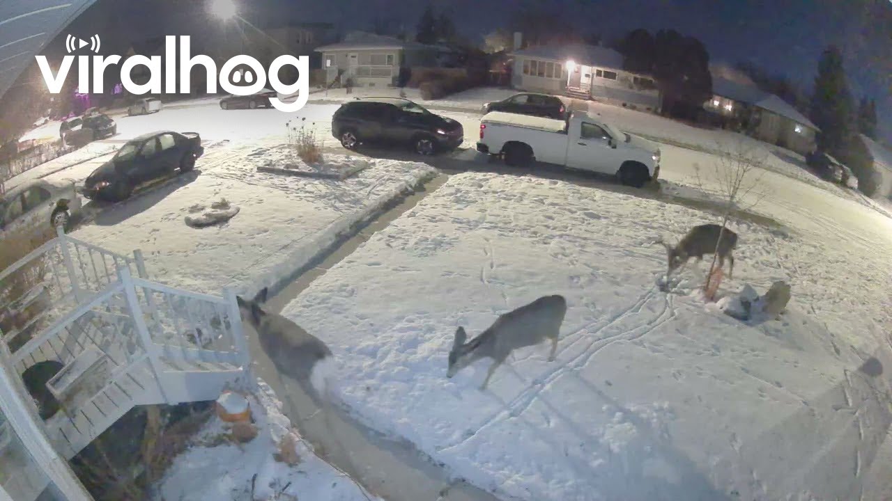 Buck Follows Does Through Snowy Yard || ViralHog