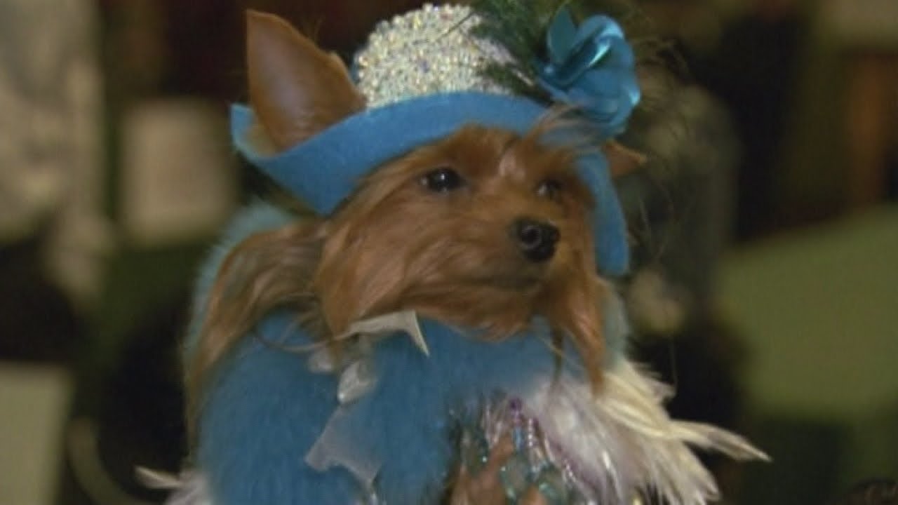 Dog Fashion Show Pampered pets star in New York charity fundraiser