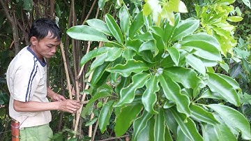 Ngũ Gia Bì Chân Chim,Vị Thuốc Bổ Của Người Việt