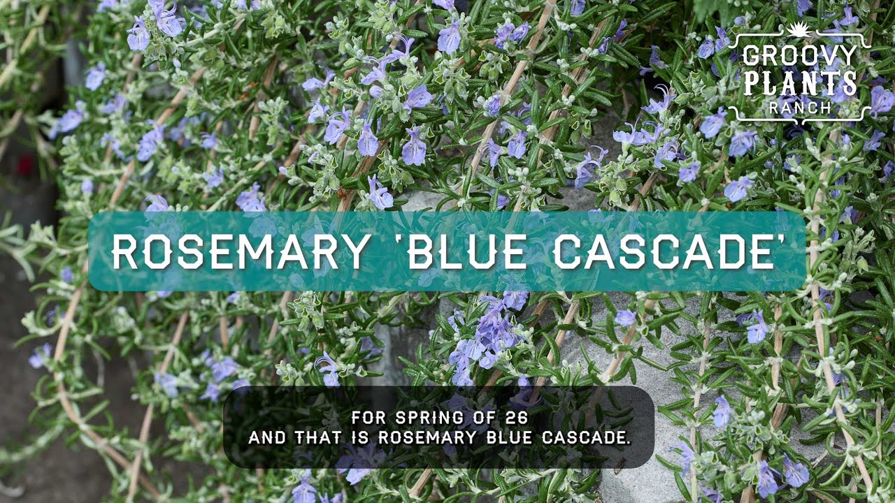 Groovy Plants Ranch : Rosemary Blue Cascade 🌿 Ohio-Hardy Trailing