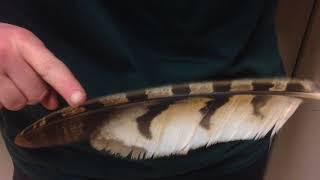 Fabulous Feathers from TRC - Owl and Hawk Feathers