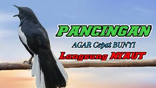 TERAPI KACER NGEPLONG GACOR BUAT PANCINGAN KACER BAHAN AGAR LEKAS BUNYI LANGSUNG NYAUT GACOR