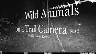 Details November Wild Animals Kentucky Guide