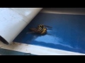 Wasp versus Horse Fly