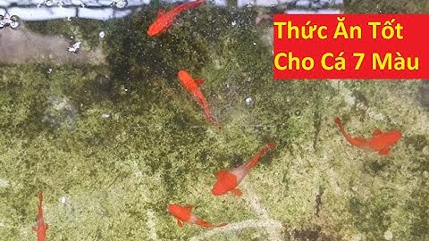 Nhận Xét Những Loại Thức Ăn Cho Cá 7 Màu