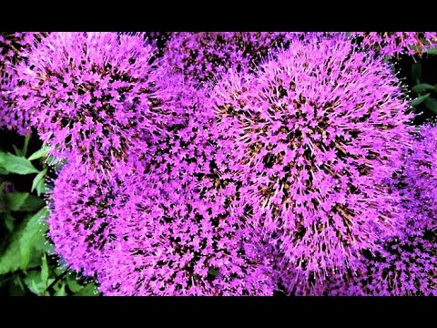 Video: Beste manier om blomsade binnenshuis te begin: Plant blomsade binnenshuis
