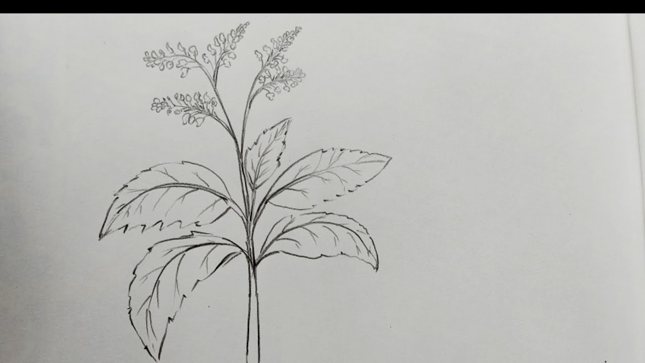 How to draw a medicinal plants//tulsi leaf(holy basil) //science//EVS