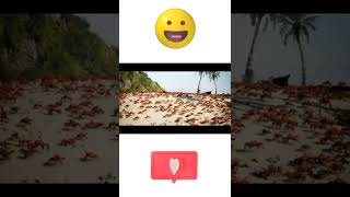 Funny Cockroach Dance || Cartoon  Cockroach Dance