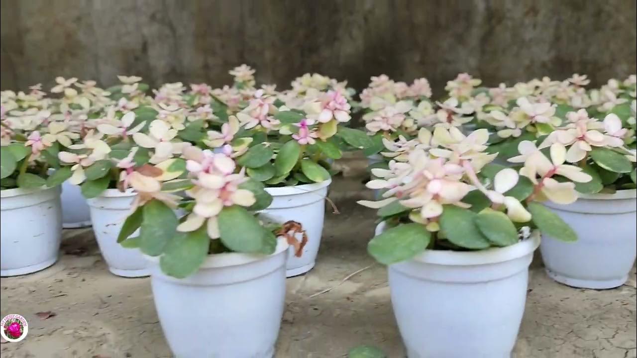 Visiting A Nursery Eureka Garden, Muchisa, WB. YouTube